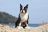 BOSTON TERRIER 276